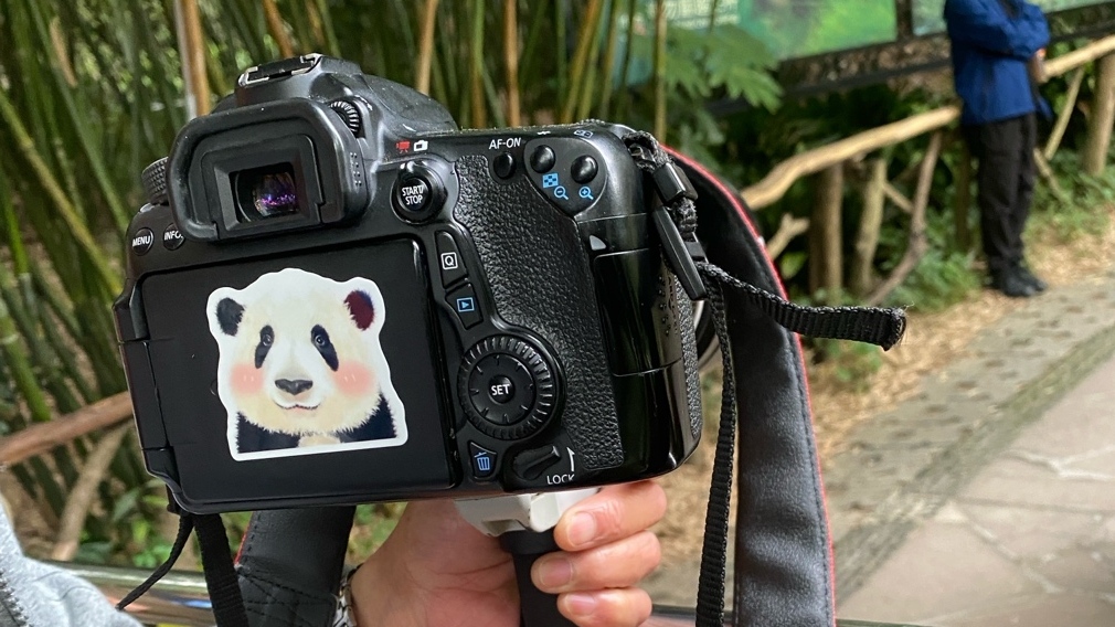“My idol is a national treasure”: Fandom, idolization, and the multispecies ethnography of giant pandas